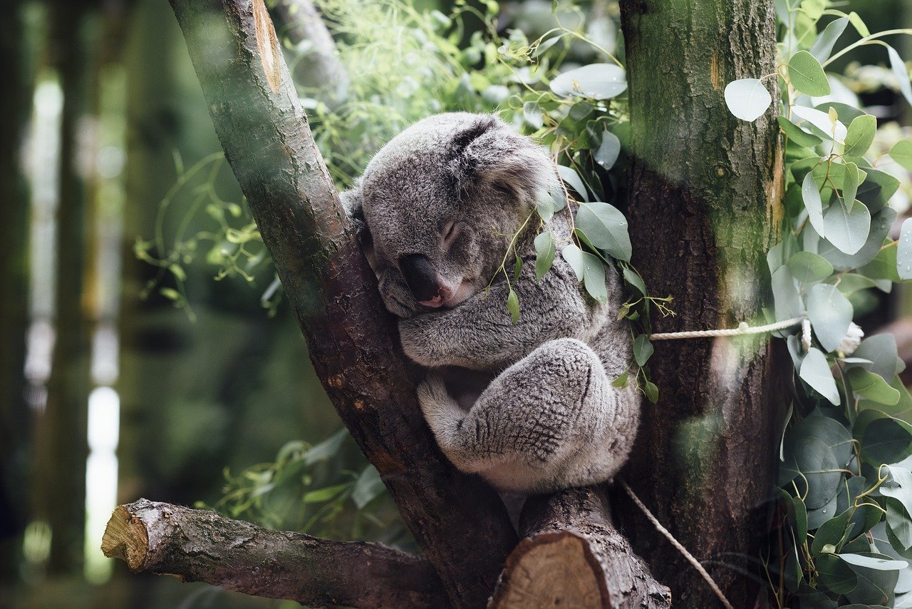 Animali australiani - Koala