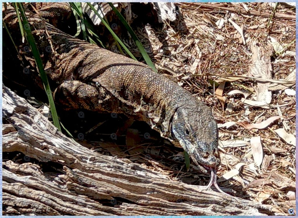 I draghi di comodo (animali australiani)