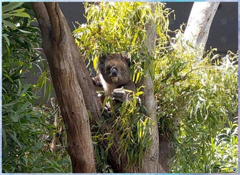 Koala (animali australiani)