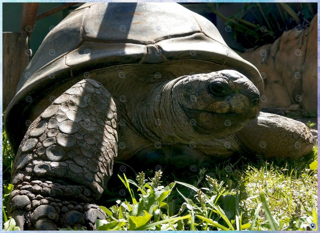 Una Tartaruga (animali australiani)