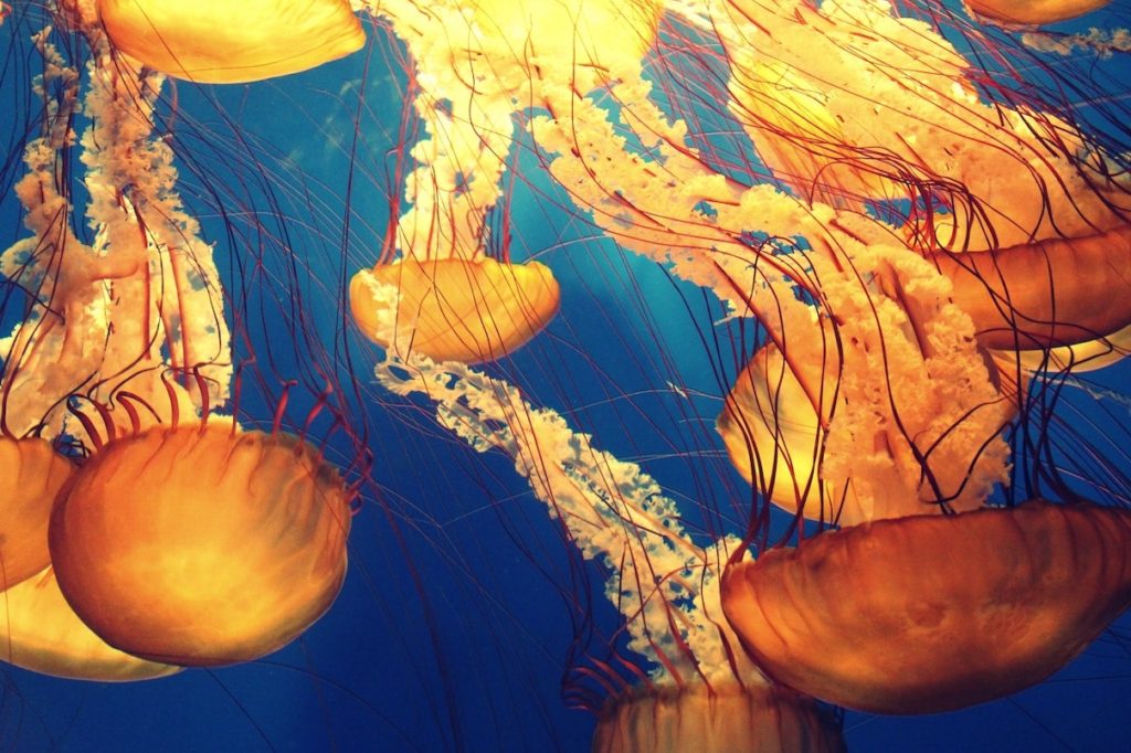 Animali australiani, meduse Box Jellyfish