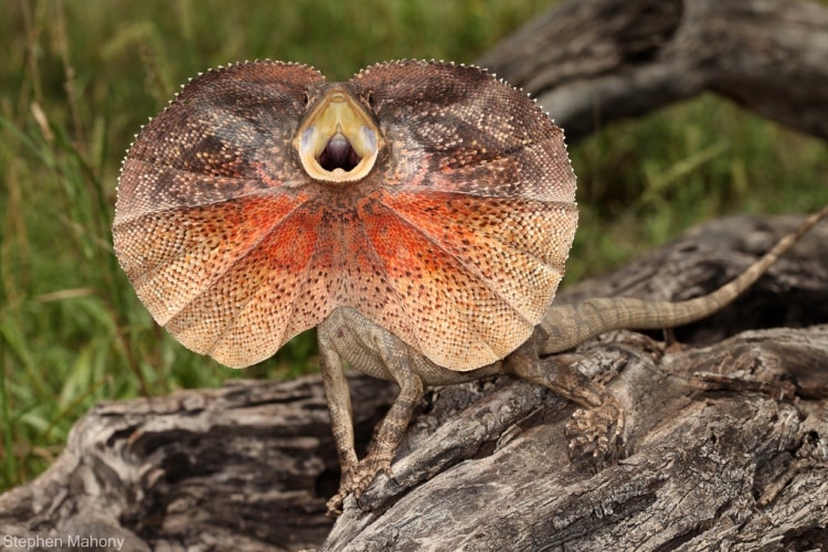 animali australiani, clamidosauro