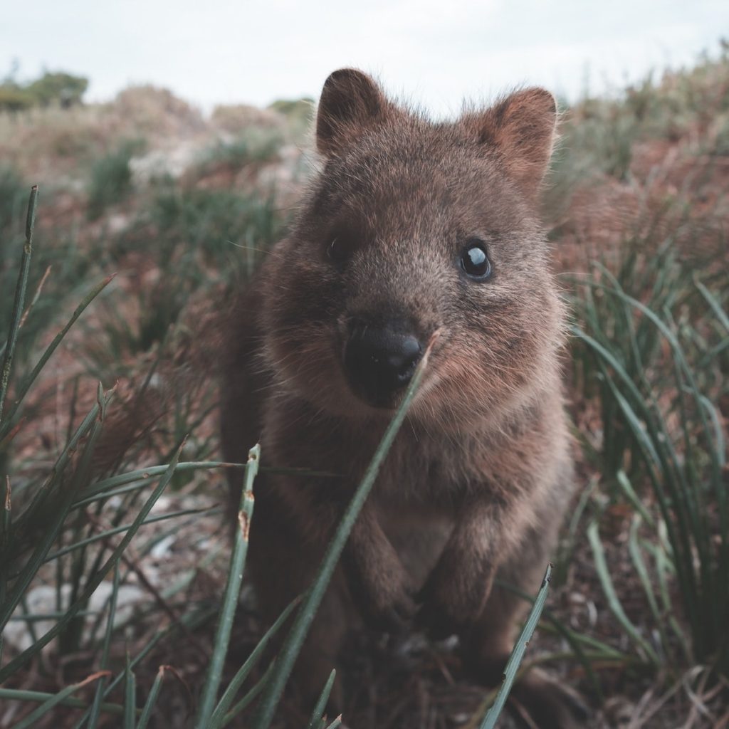 Animali australiani - quokka