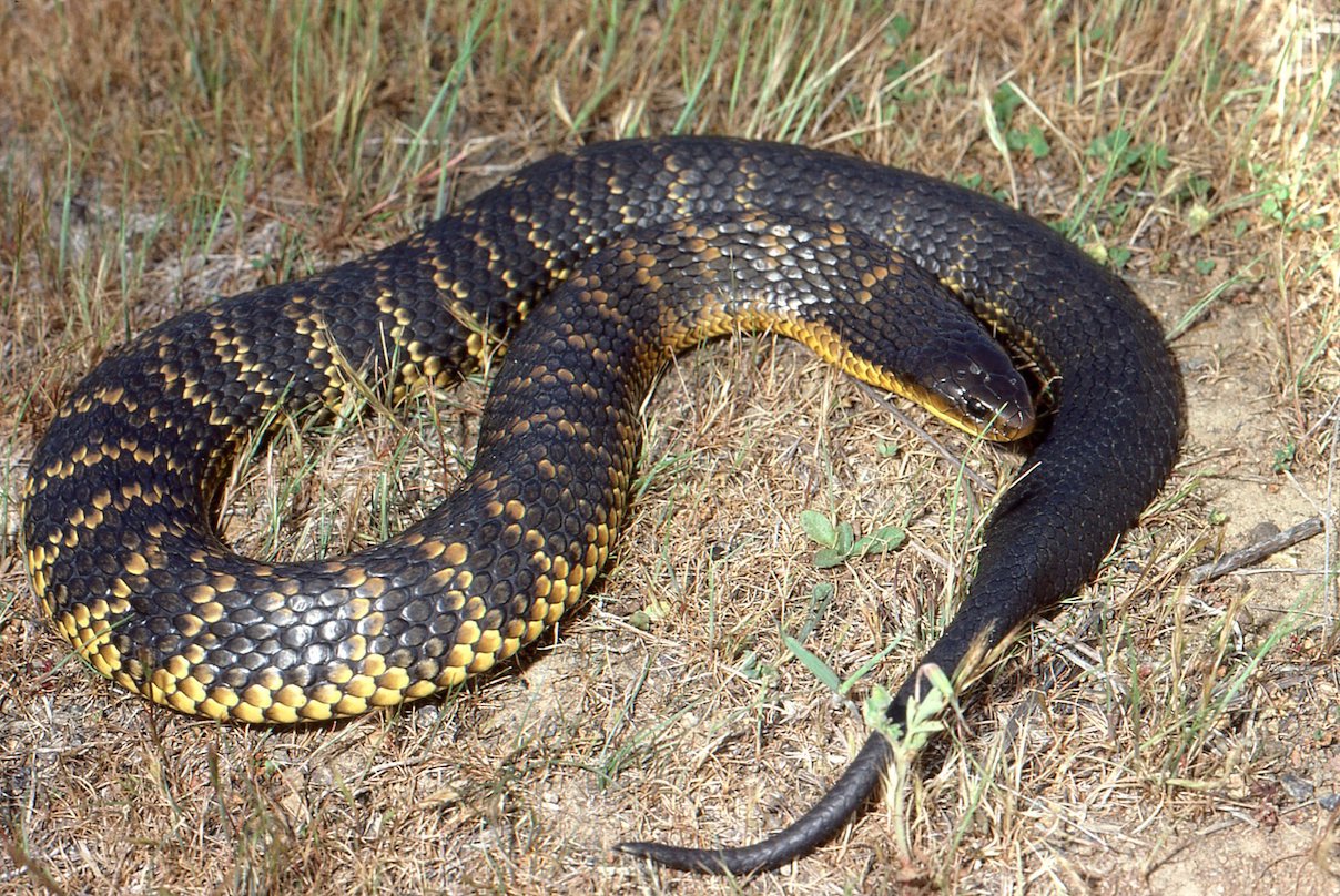 animali australiani, serpente tigre (Australian Museum)
