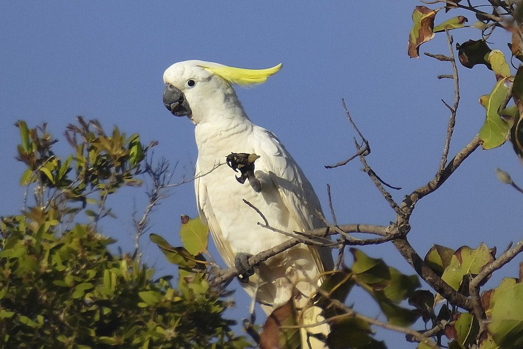 Animali australiani - Cockatoo