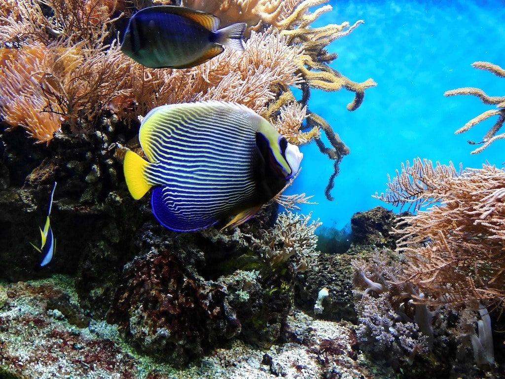 Grande Barriera Corallina, Australia