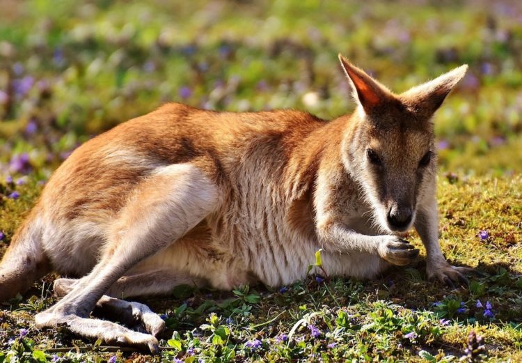 Animali australiani - Canguro rosso