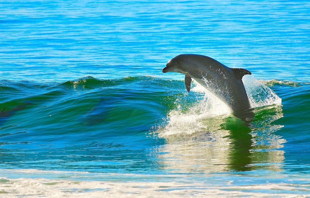 Delfino