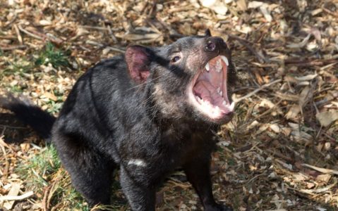 Animali australiani - Diavolo della Tasmania