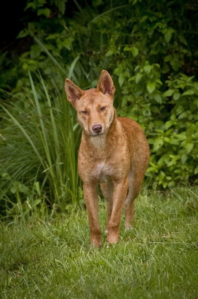 Animali australiani - Dingo