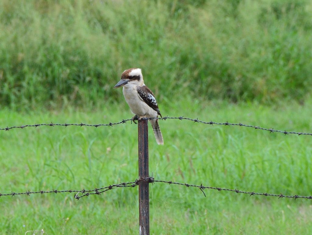 Animali australiani - Kookaburra