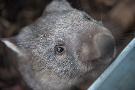 Animali australiani - wombat